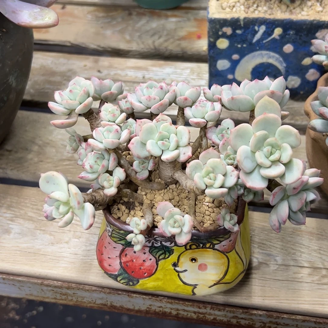 蜜桃格林28 零零多肉植物