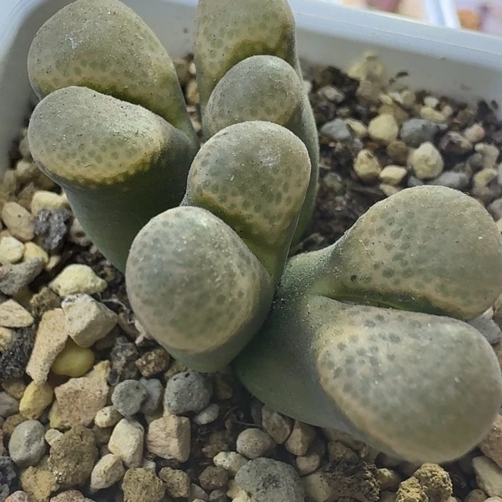 75号四头泡泡窗一物一拍风铃