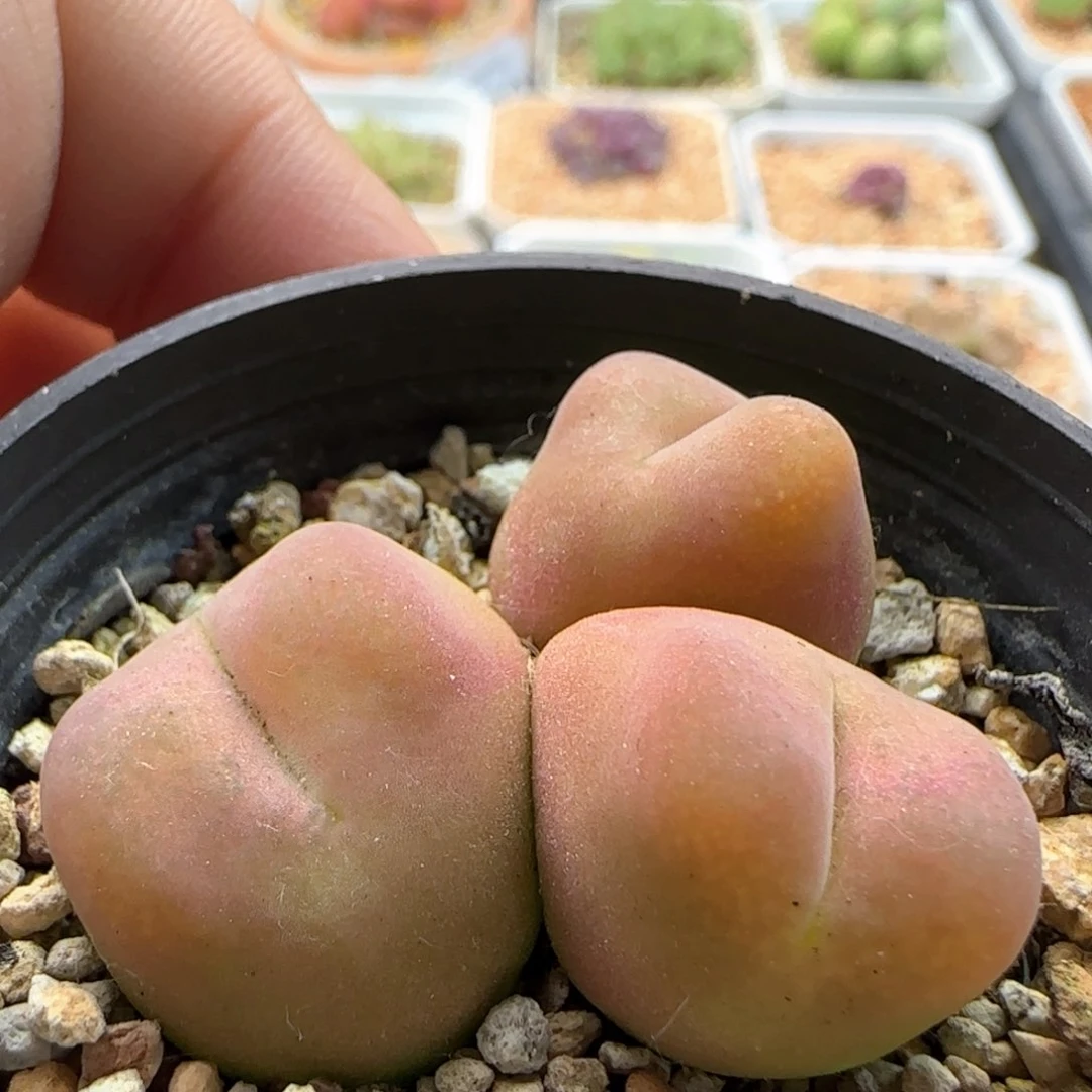 5702 大白多肉植物园