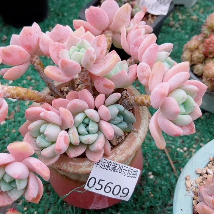 幸运的是我还没遇到你呢