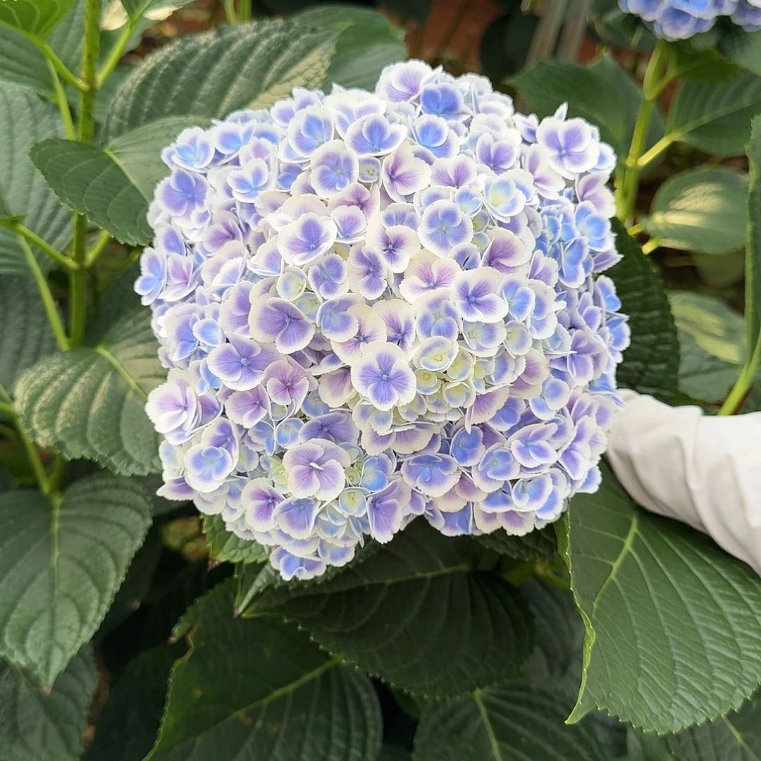 212号绣球（3单顺丰冷链包邮）