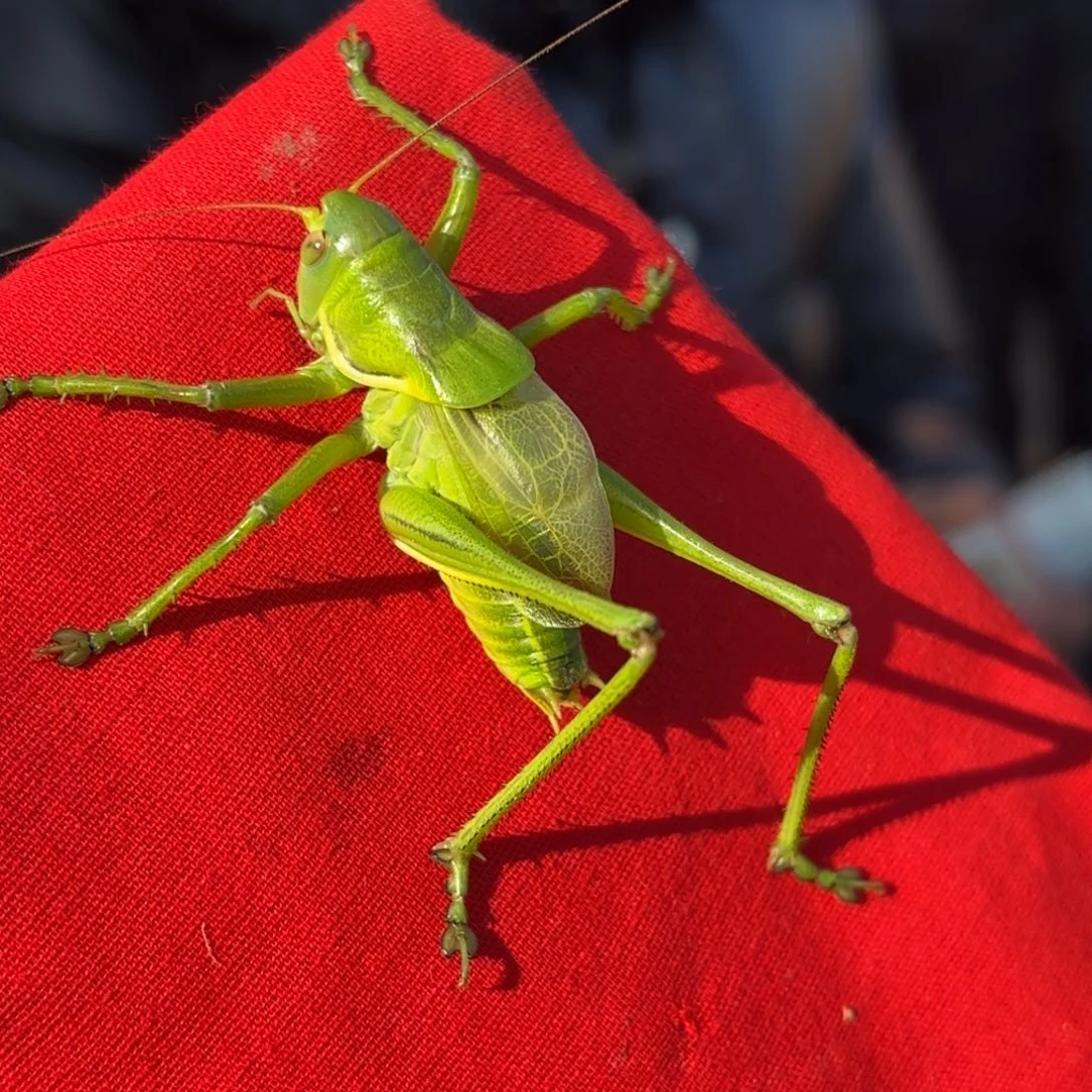 *****蝈蝈蝈蝈福福价格