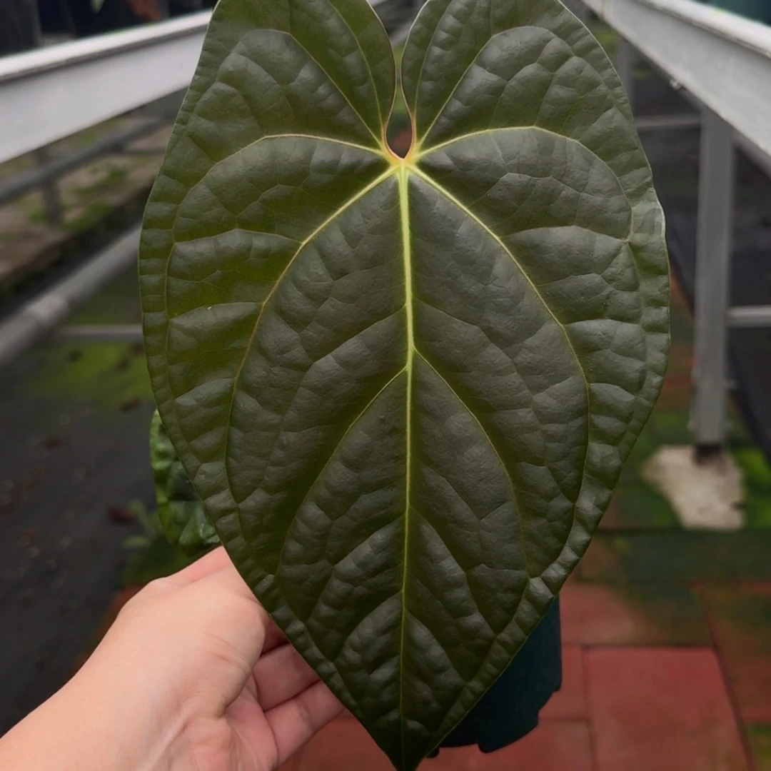 无花朵帝王杂黑奢华