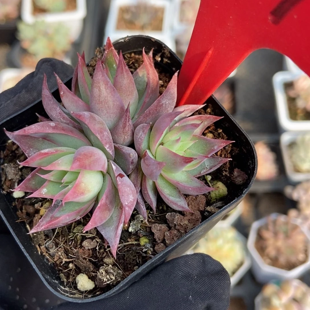 671惊鸿仙子多肉植物保护