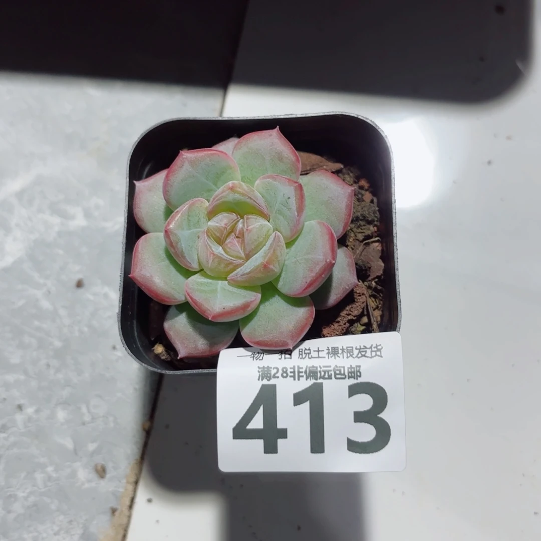 柠檬珍妮多肉多肉多肉