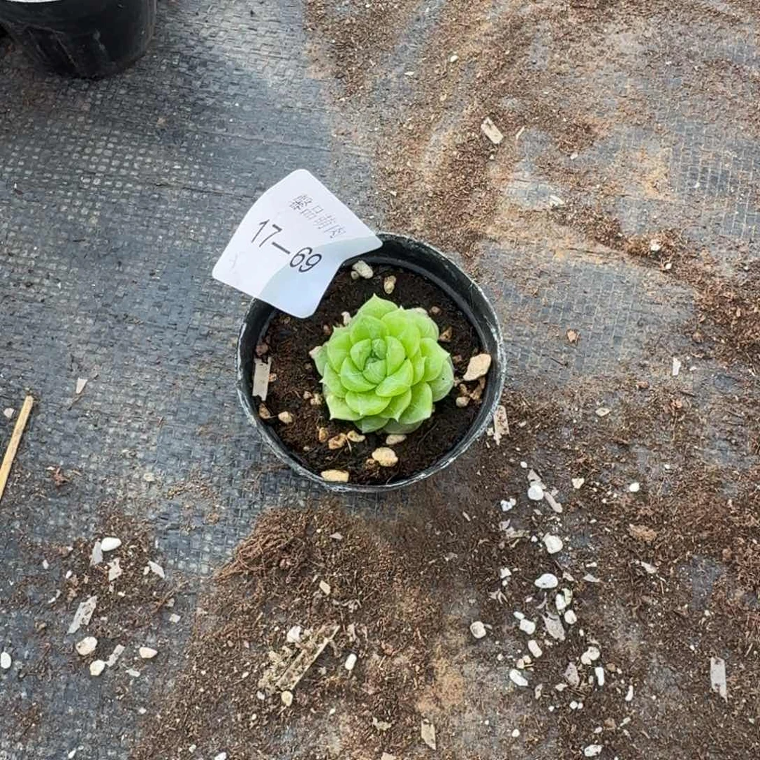 麦秆五颗量拍发货17-69