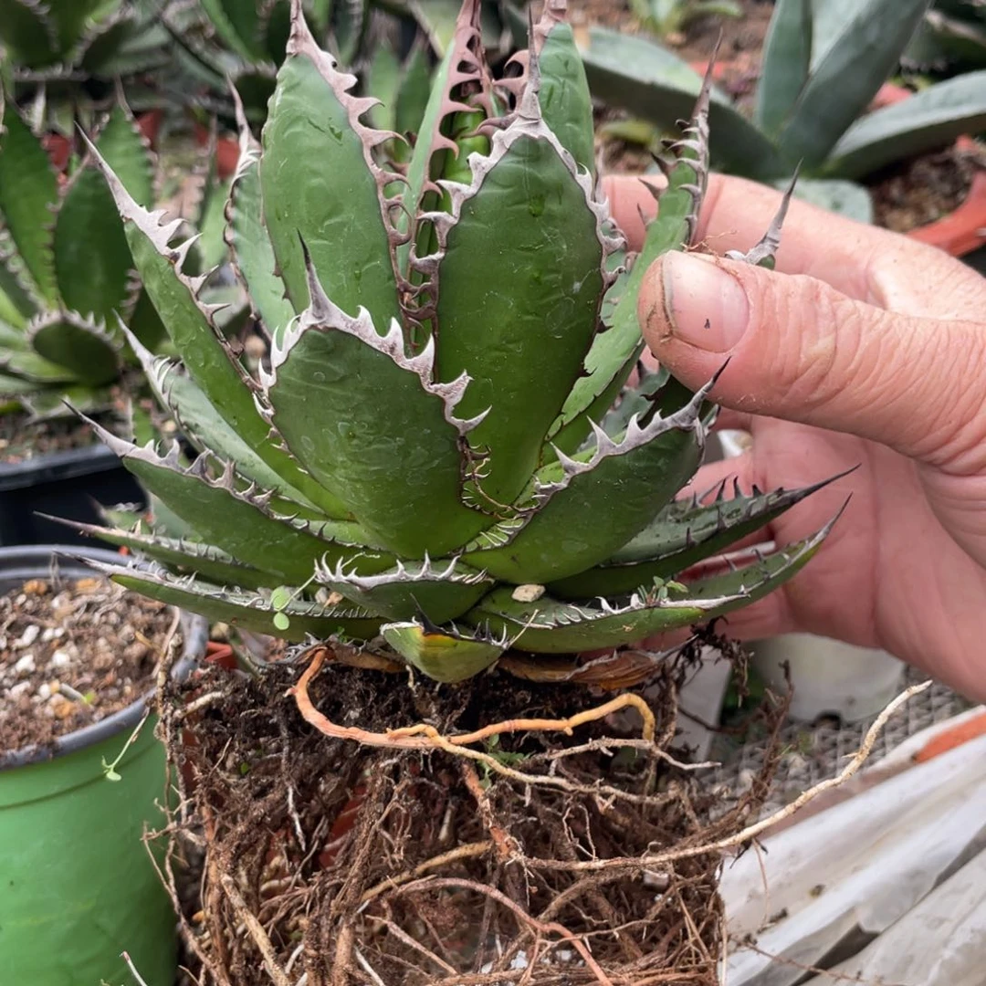 无花朵强密刺霍利达