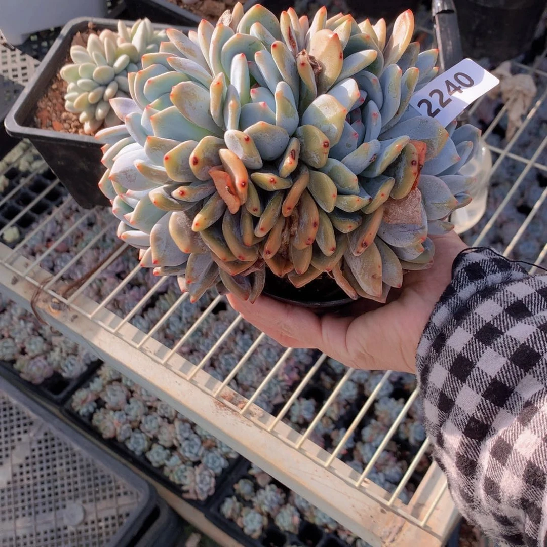 2240朵朵鲜花的玫瑰花瓣