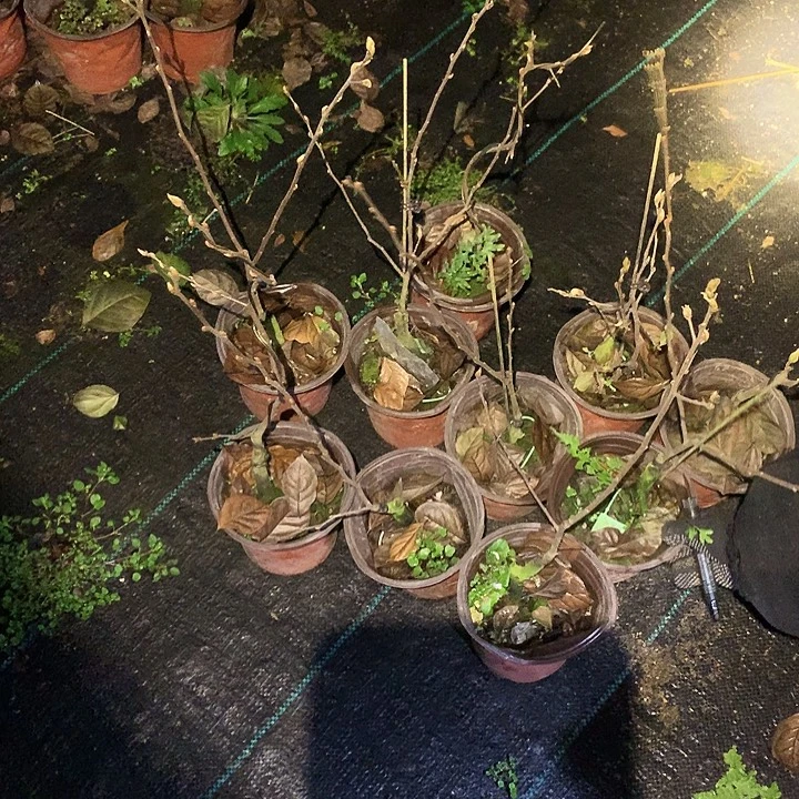 无花朵红塔嫁接苗39.9