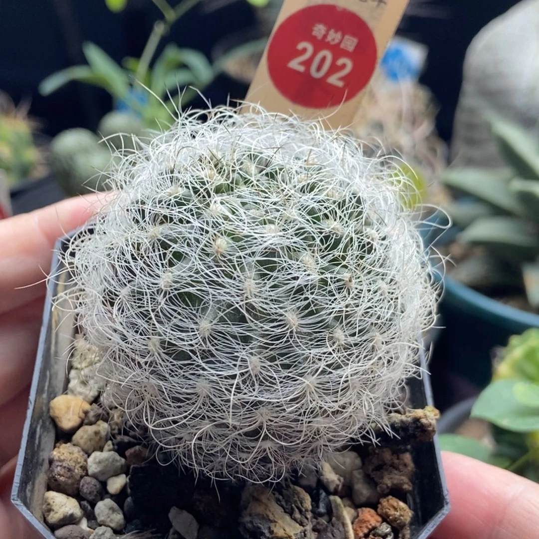 实生狂刺白翁玉5.2cm