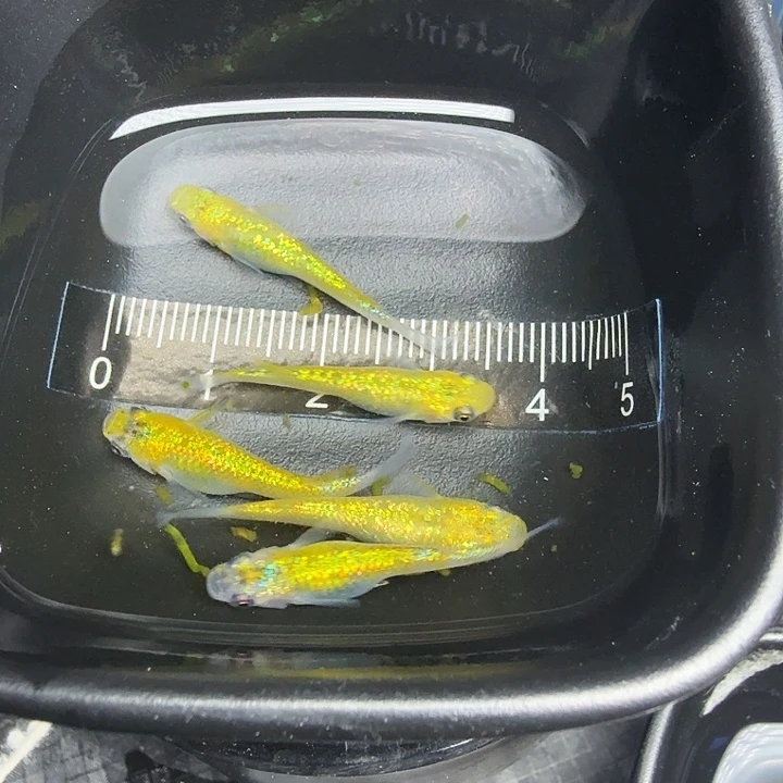 青鳉16号拍品金猫5条