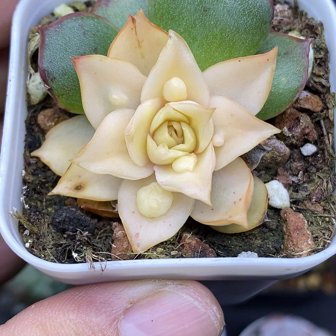 石化变异锦瘤子30包邮非偏远