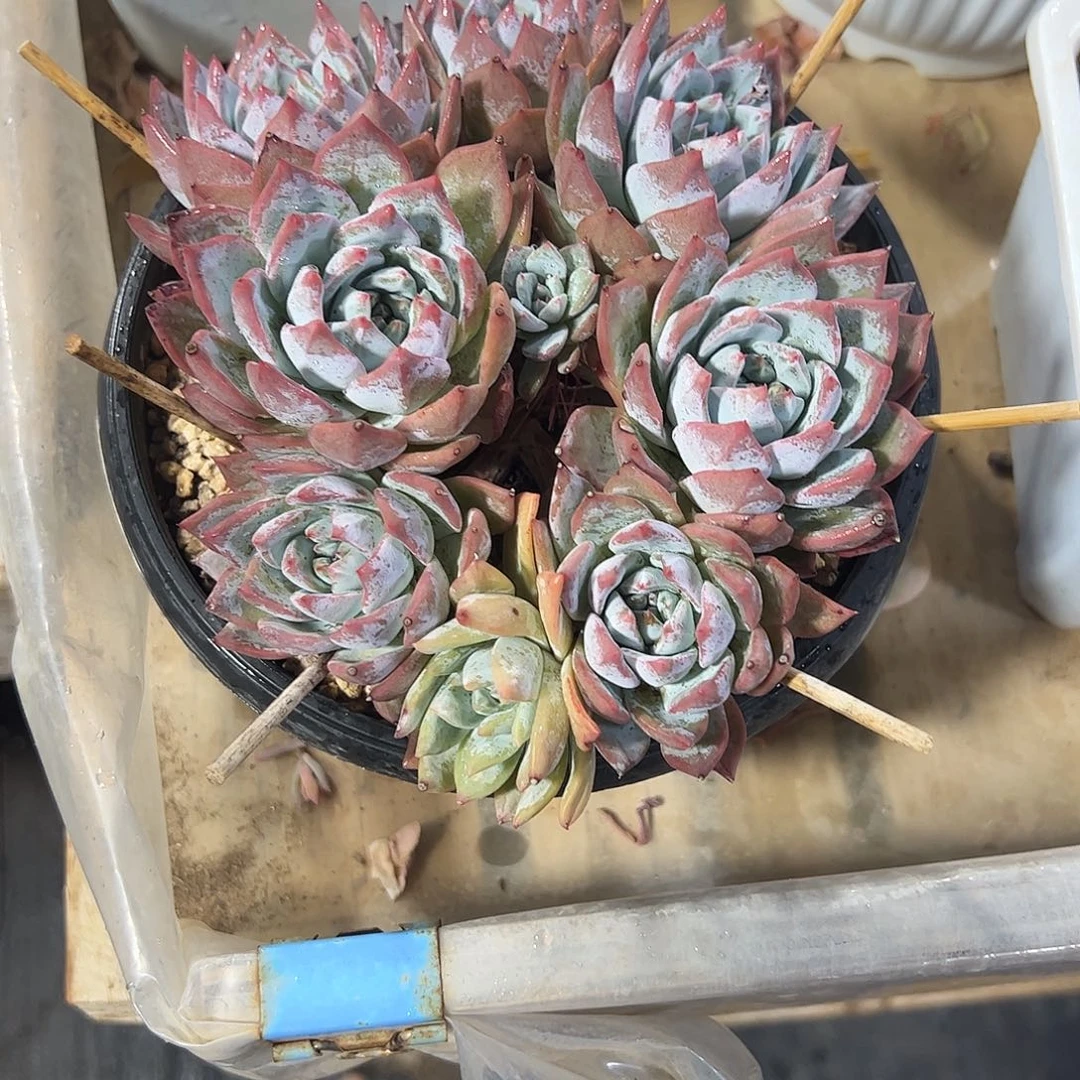 粉蓝鸟锦多肉植物
