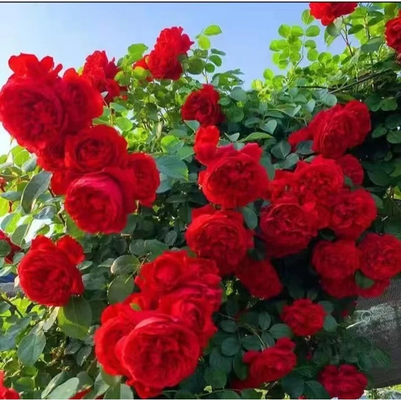 【蒂娜】1.5米爬藤月季蔷薇花苗懒人四季开花庭院植物阳台花卉盆栽