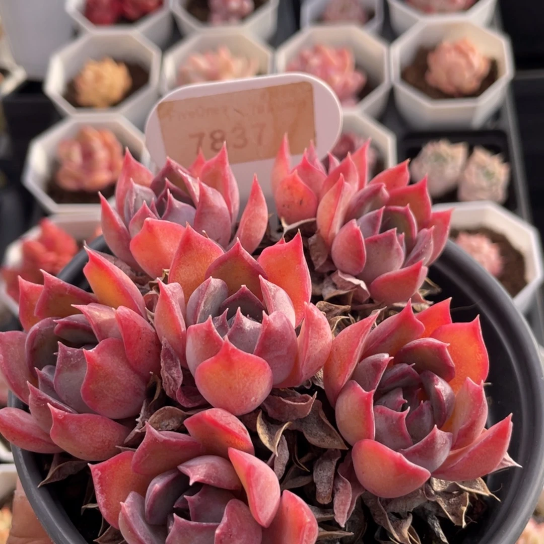 暗冰7873-11.5厘米