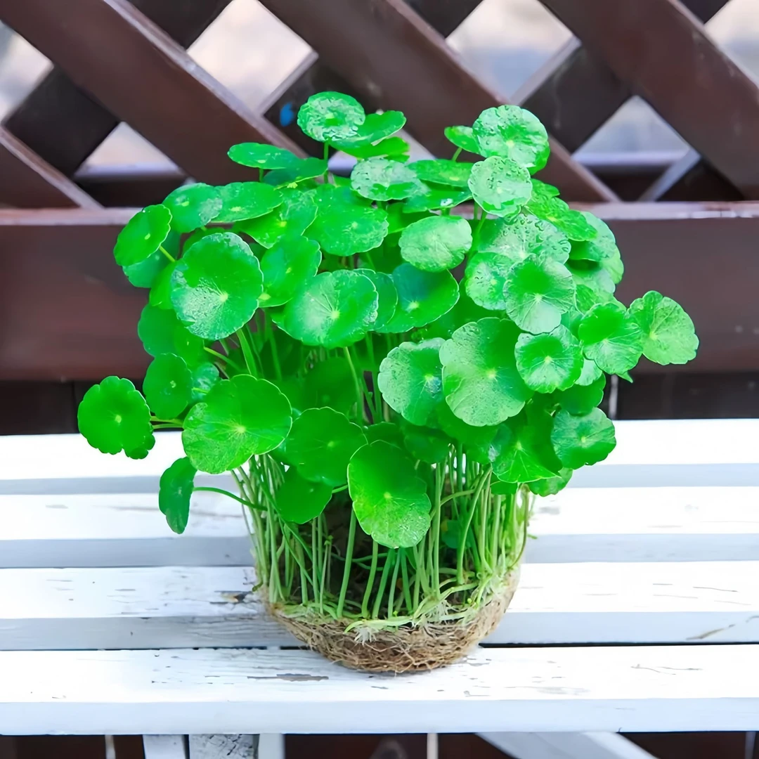 大叶铜钱草招财水培植物水养绿植土培室内盆栽花卉金钱草净化空气