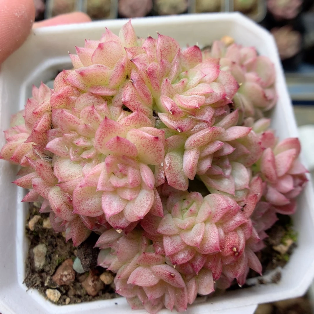 G44 ，20包邮两天凑单