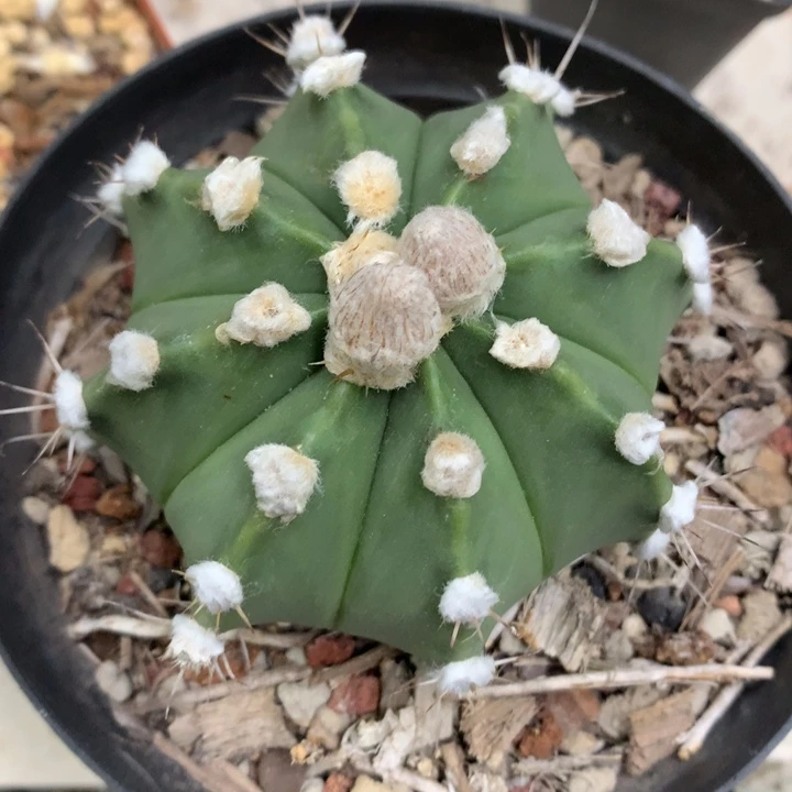 【闪购商品】造*仙人球仙人球仙人球仙人球