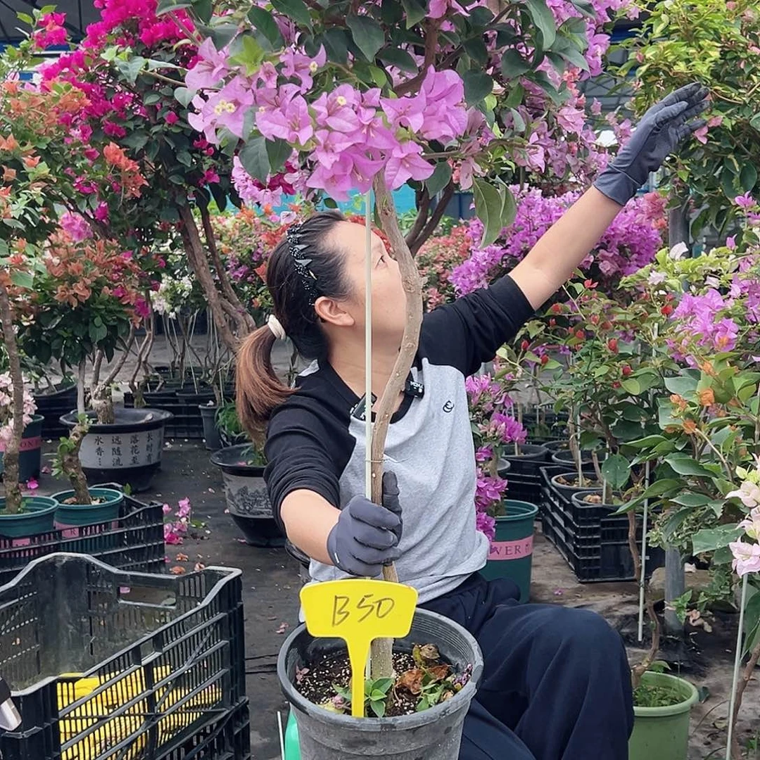芝***）大部分花苞少量开放B50巴西紫