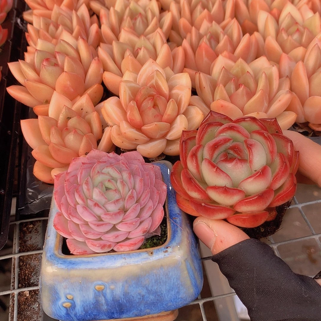 三颗不同品种3556778889999