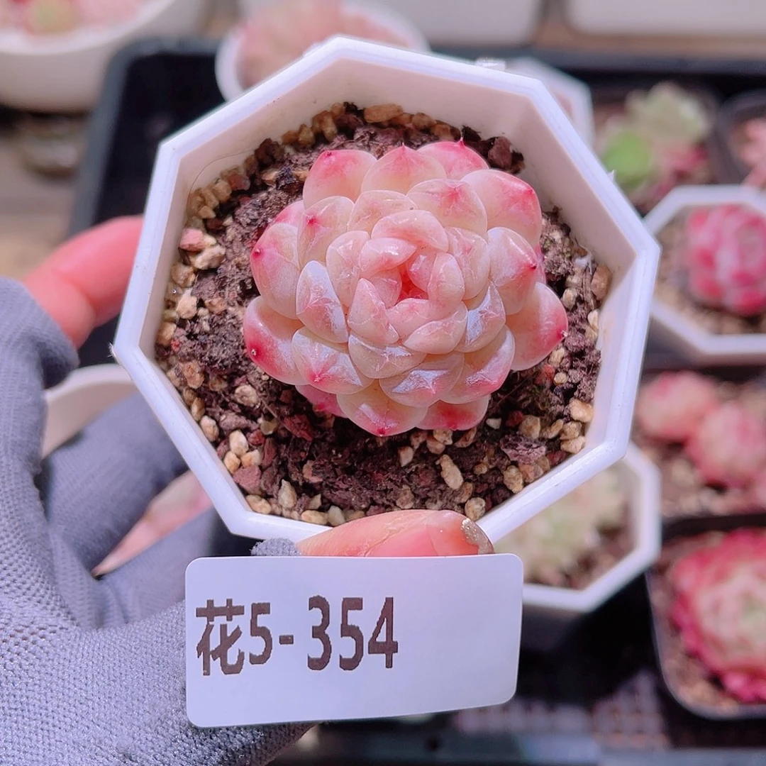 花05-354秘境冰魄