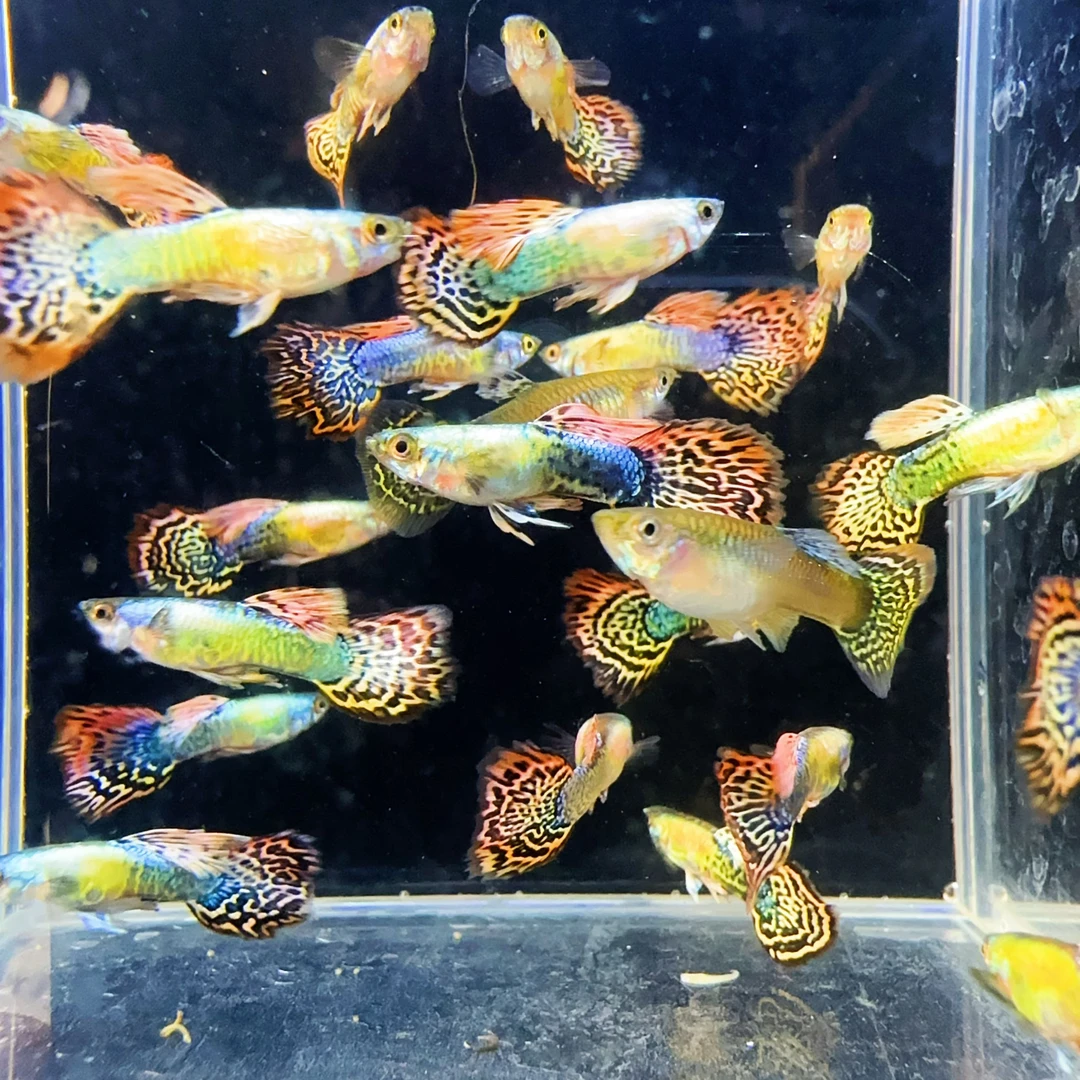 精品彩龙3对6条（4条送2条备损）