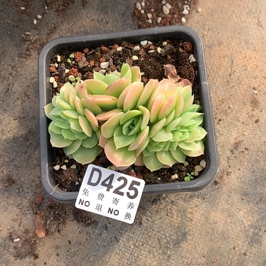 星娜塔缀化425 亏本处理退款拉黑7/8天发货