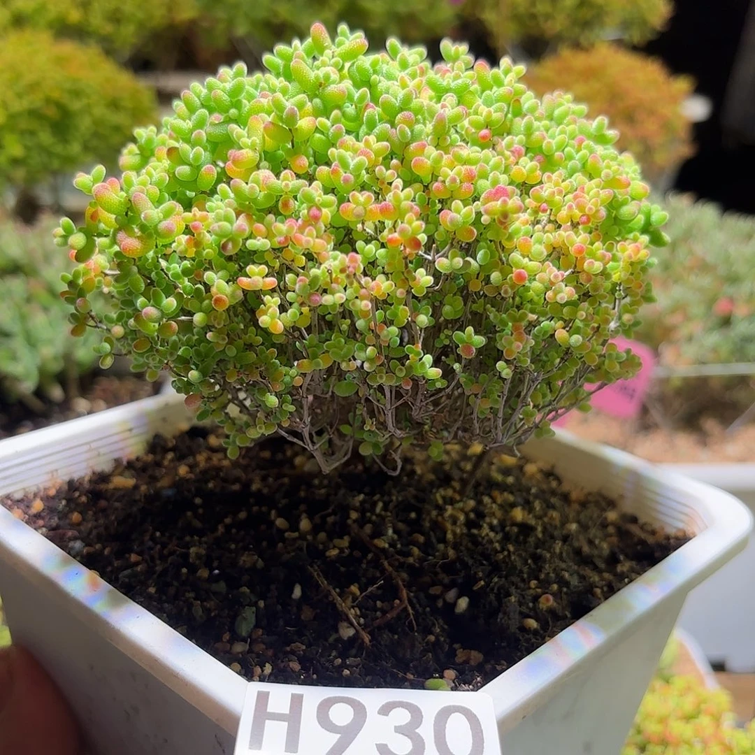 枝干番杏密橘糖球H930