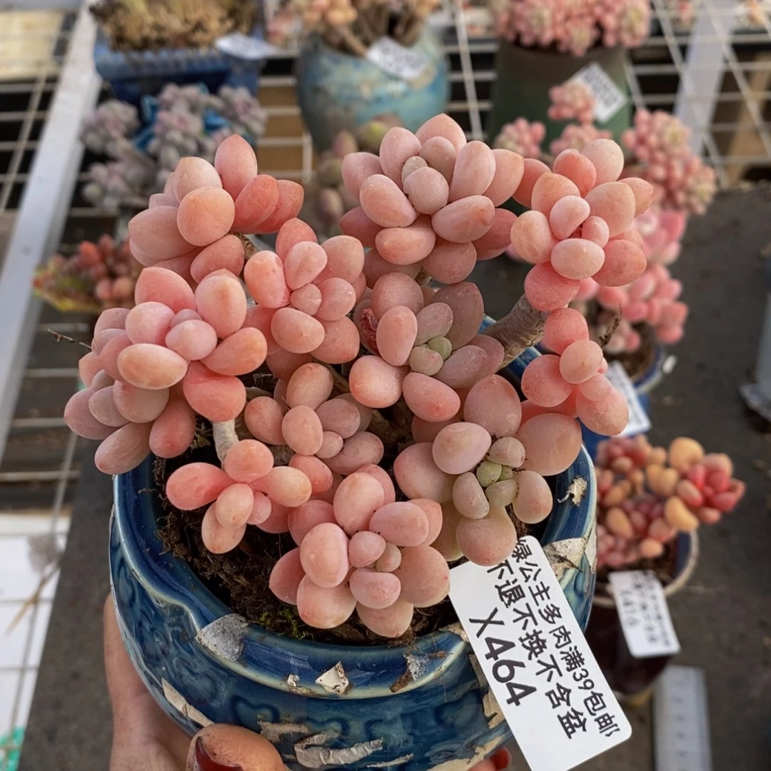 鱼子酱464/10cm多肉