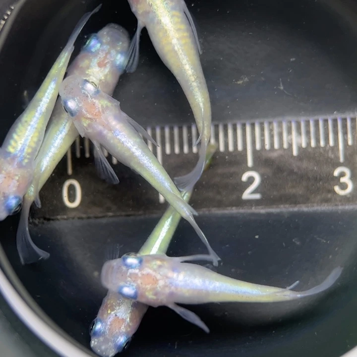 海水鱼短体蛋白石2号