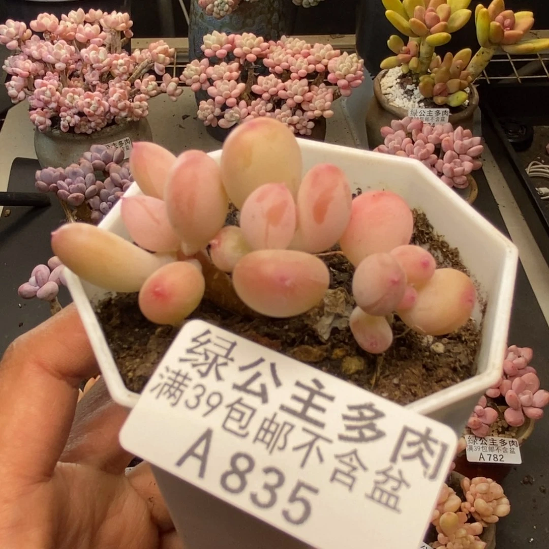 835苹果奶二代多肉4c m