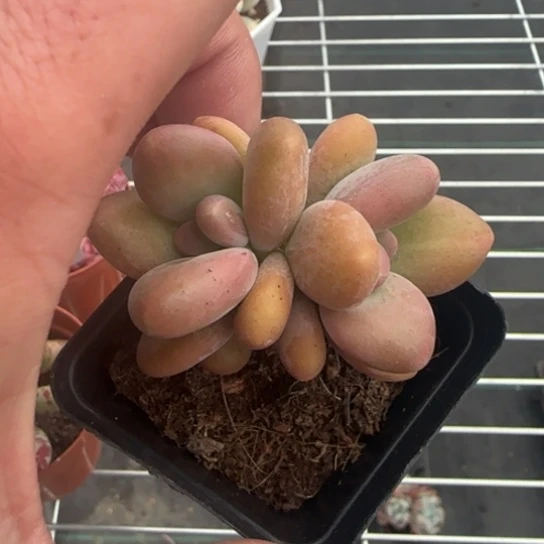 82芒果奶一物一拍多肉