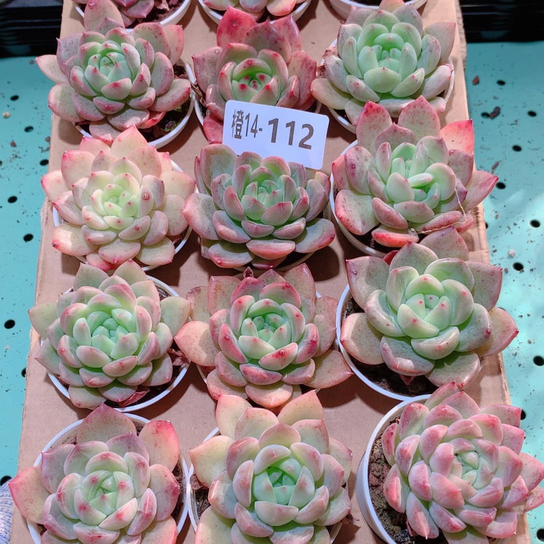 14-112一物一拍多肉带盆18颗