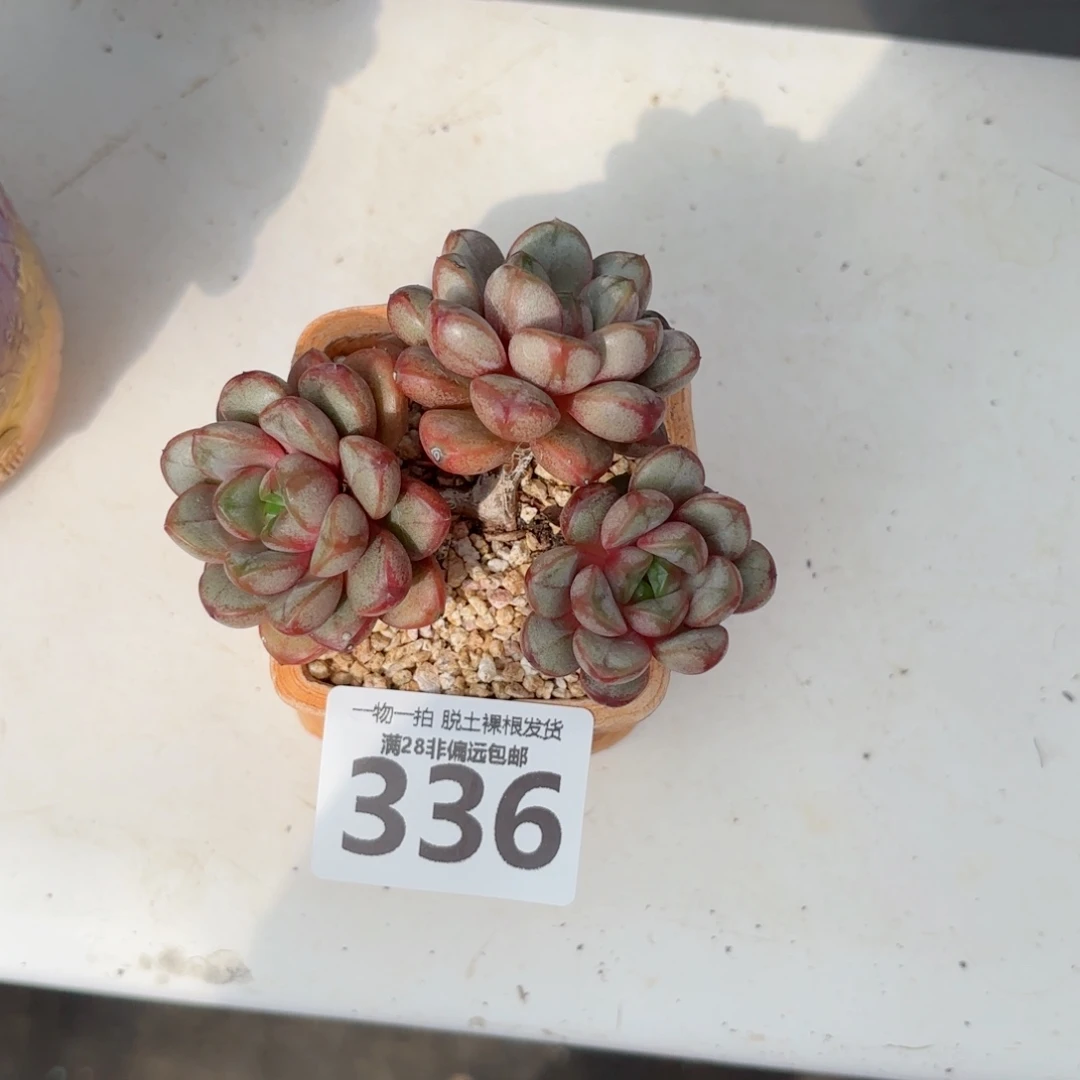 葡萄老桩无盆土发货