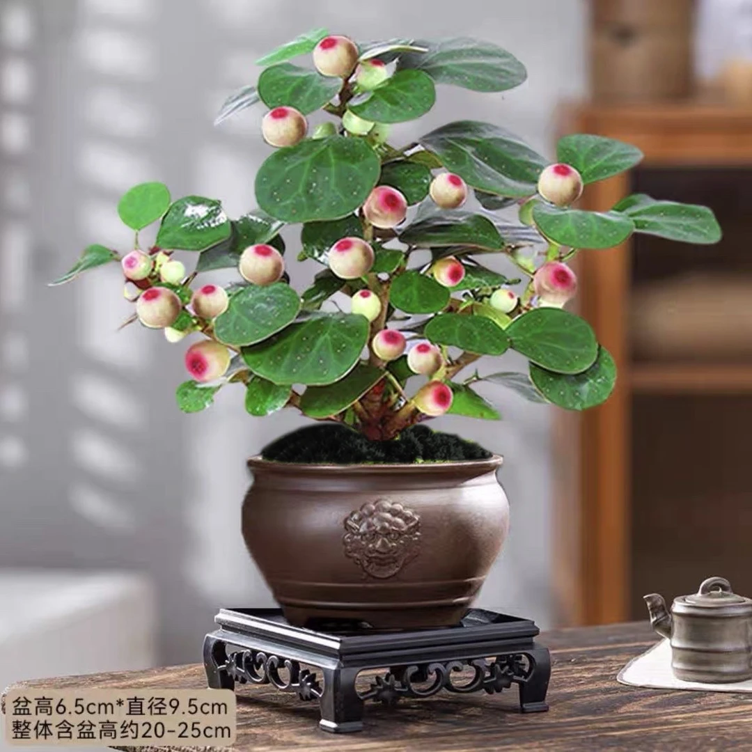 小盼菩提禅四季常青好养禅意盆景客厅办公桌面微景观室内绿植盆栽