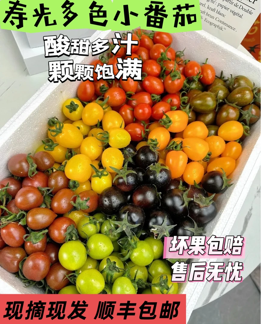【顺丰包邮】五彩小番茄产地山东寿光现采直发纯甜皮薄多汁