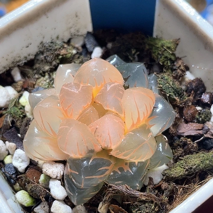 570糊斑水中虐锦特选福利