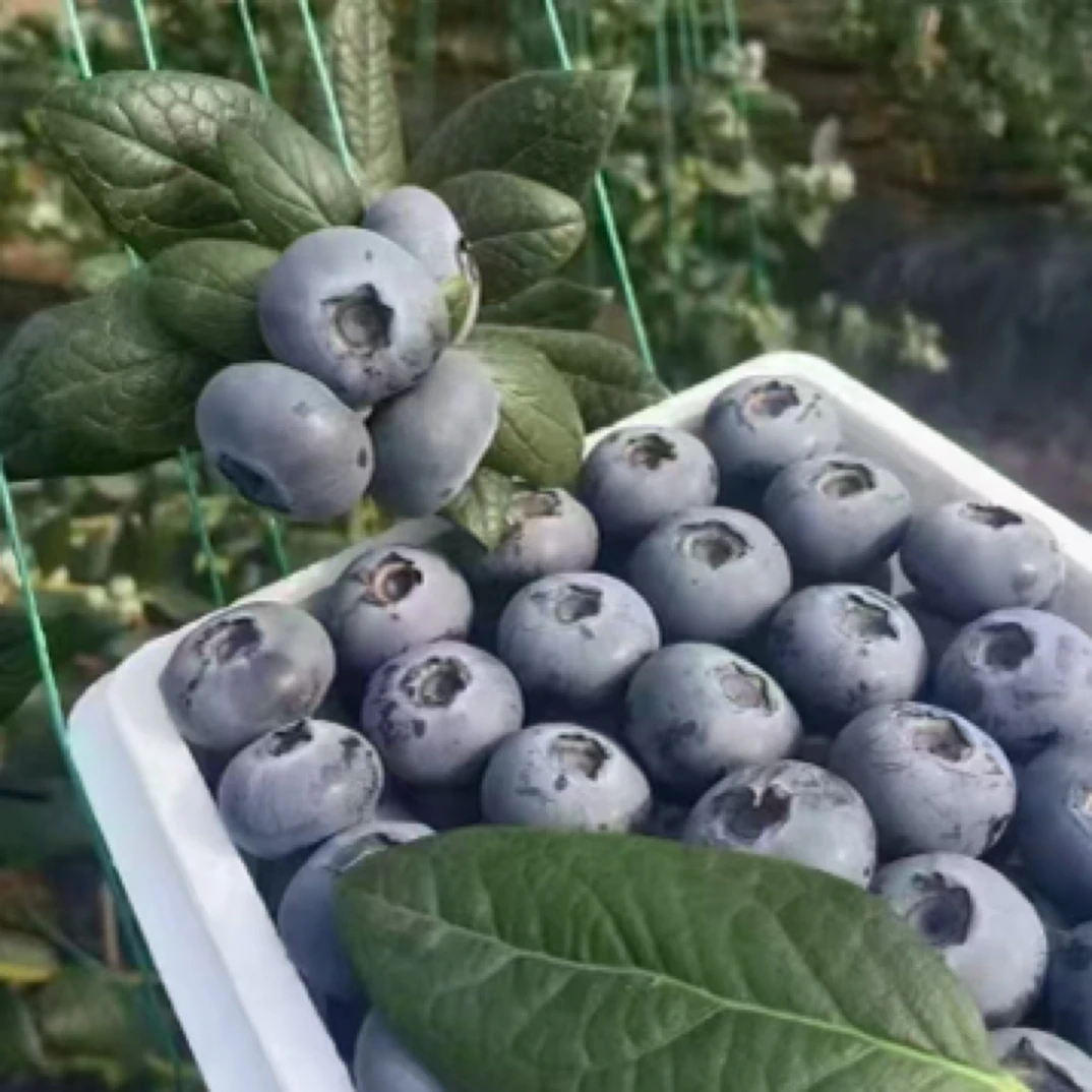 【顺丰包邮】大连本地现摘花香大蓝莓9甜1酸400克净重18mm-22mm大果好吃多汁产地直发L25辽宁省大连市