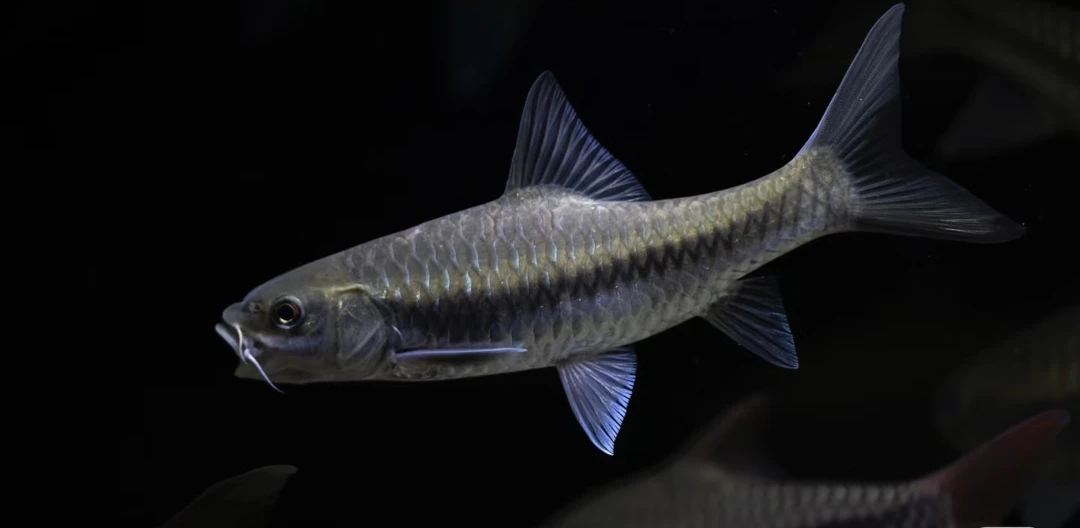 红崩河原生异口 无开箱视频不包售后