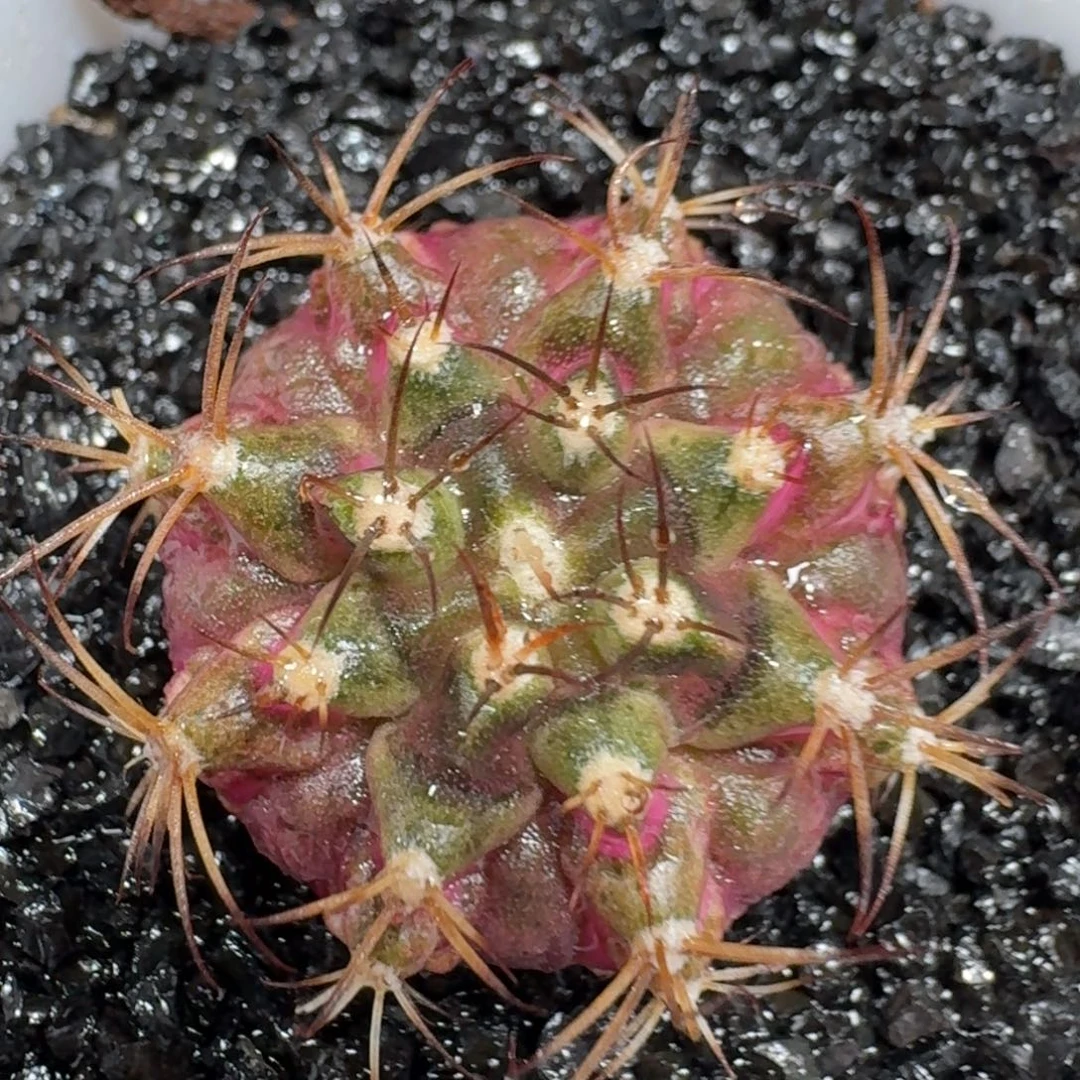 米哈实生自然锦363