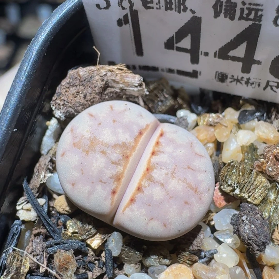 Zzzz精品生石花1448