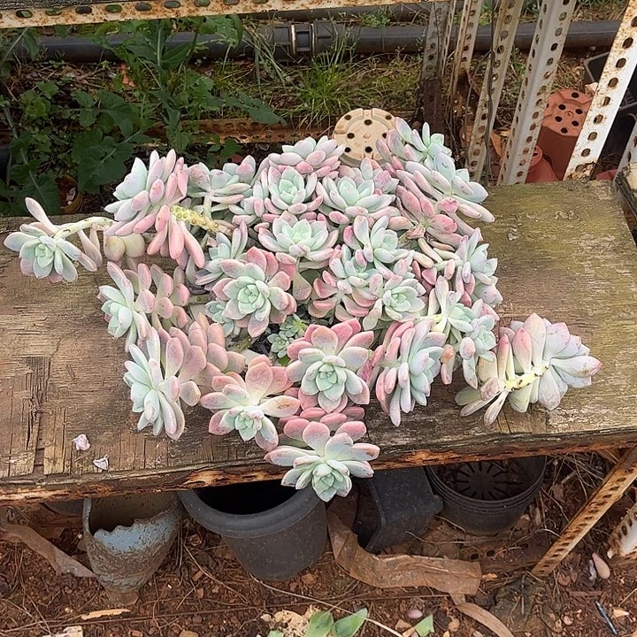 露凝香大群，一物一拍。