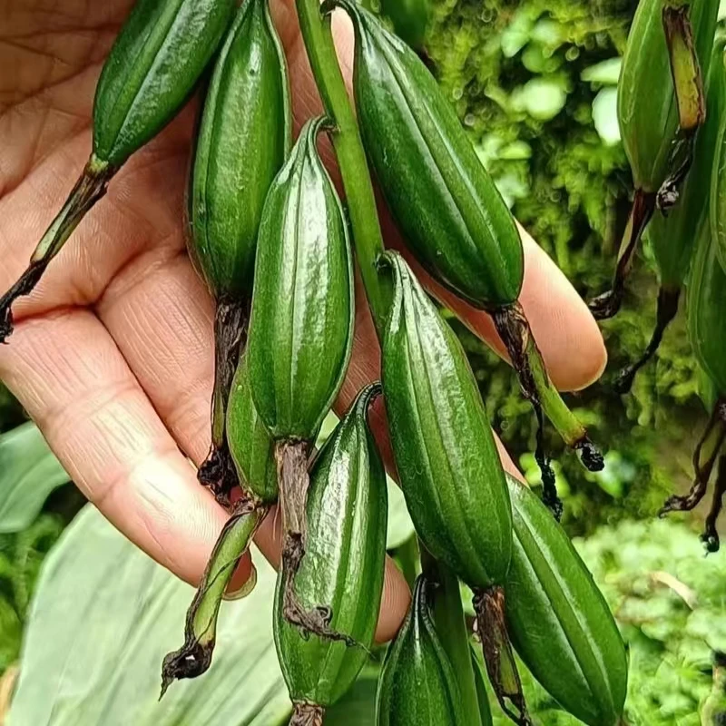 山芋头毛慈姑（毛慈菇）果荚+伴生菌+全套种植技术