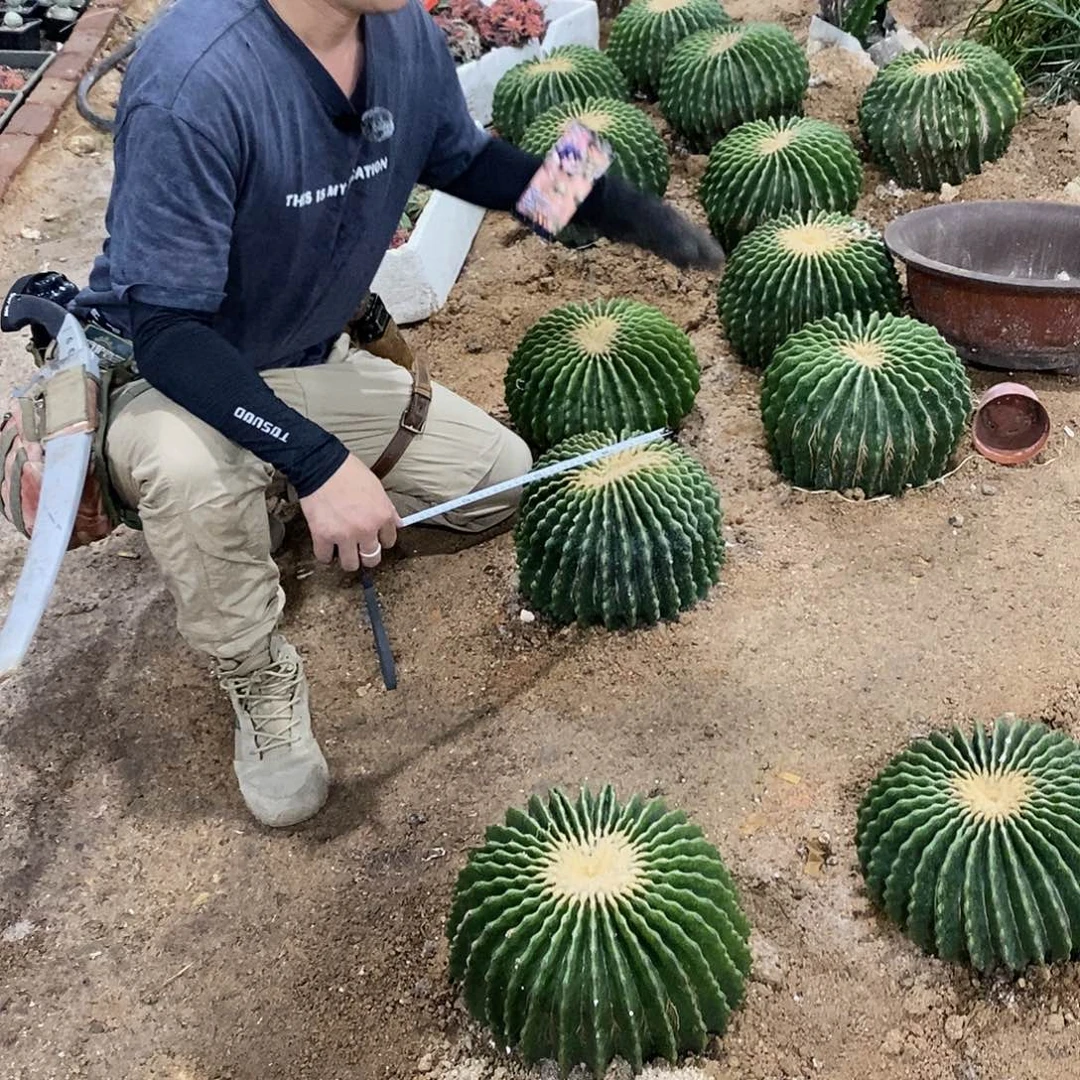 裸虎20公分。
