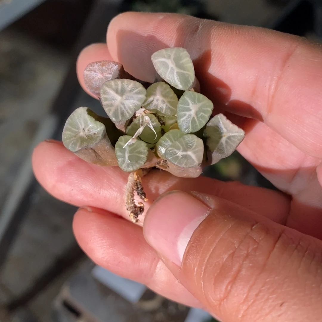 3161 一颗万象 超级福利