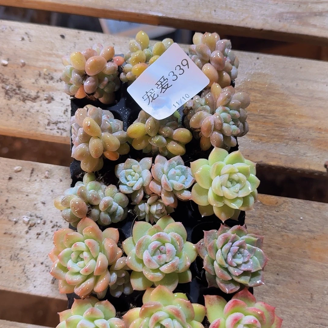 直播福利一物一拍339