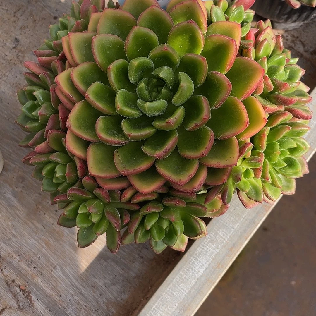 春***笑卡罗尔群生3794号