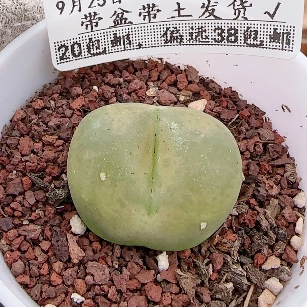 多肉0925--288毛汗尼