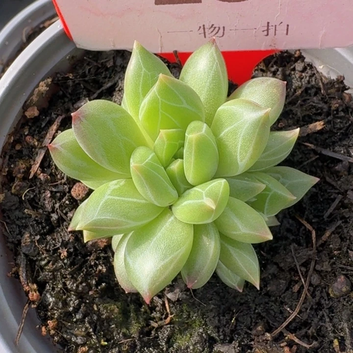美人257多肉植物