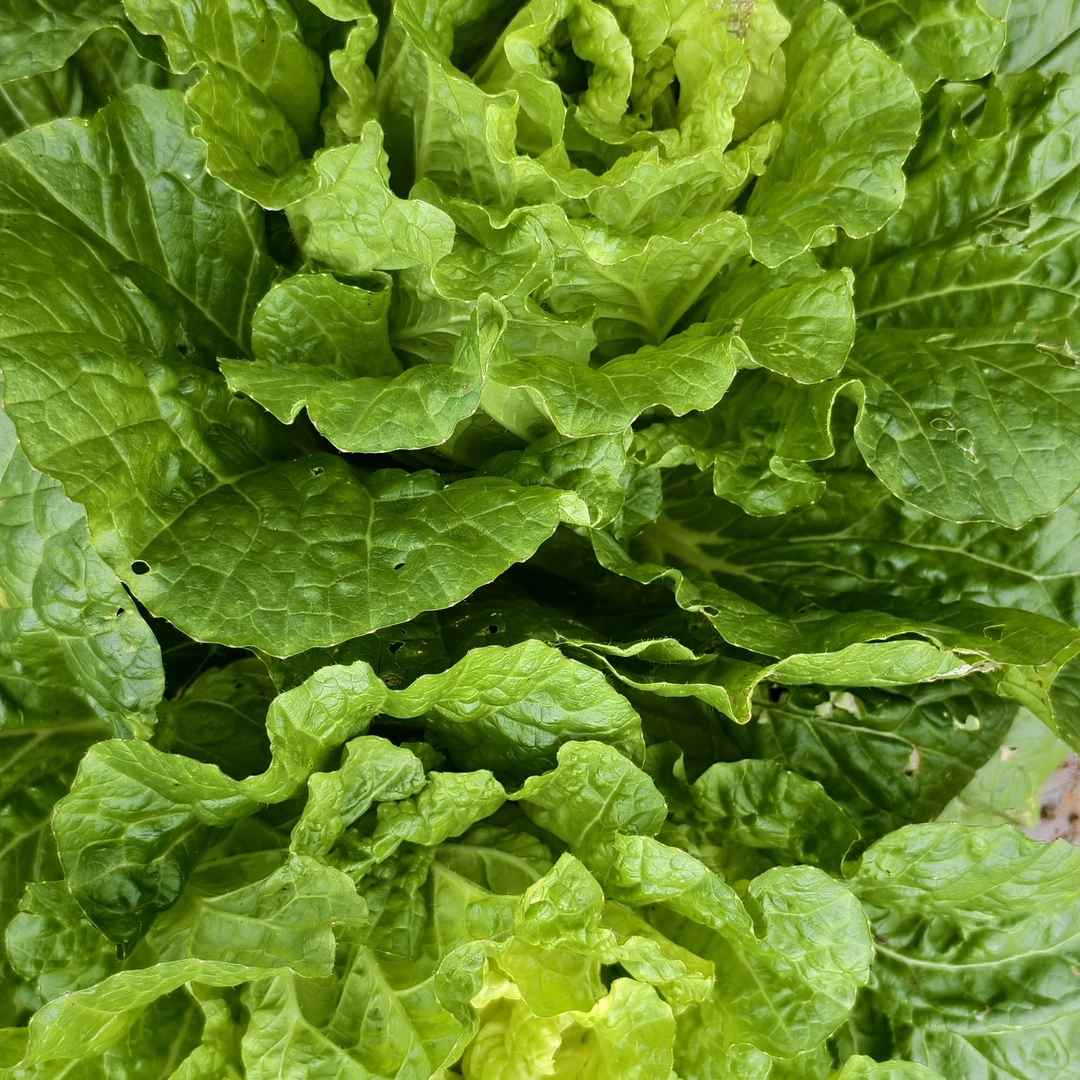 贵州高山农家自种大白菜蔬菜新鲜白菜现挖现发新鲜长安